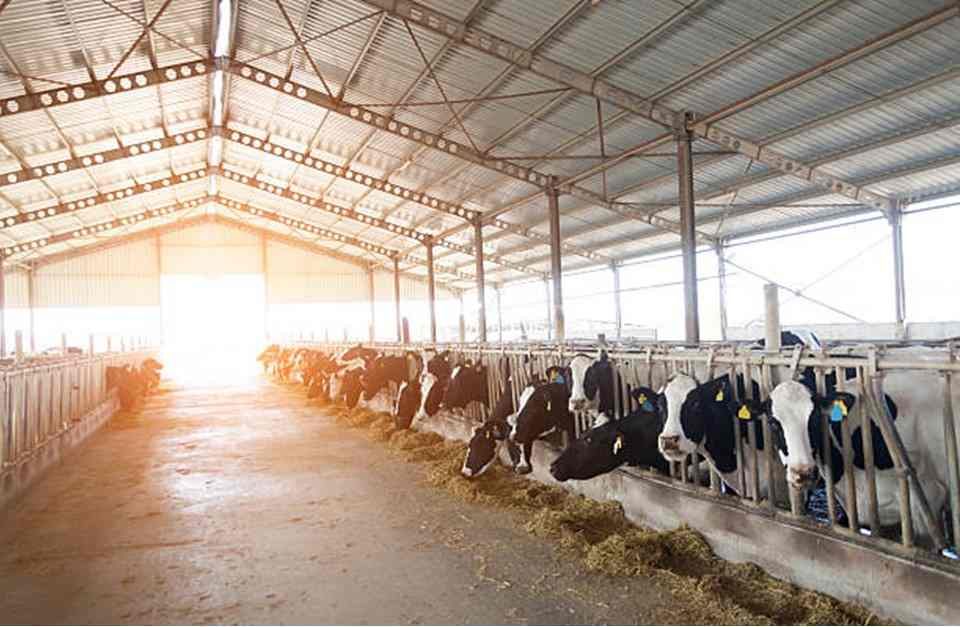 গরুর খামার তৈরির নিয়ম 