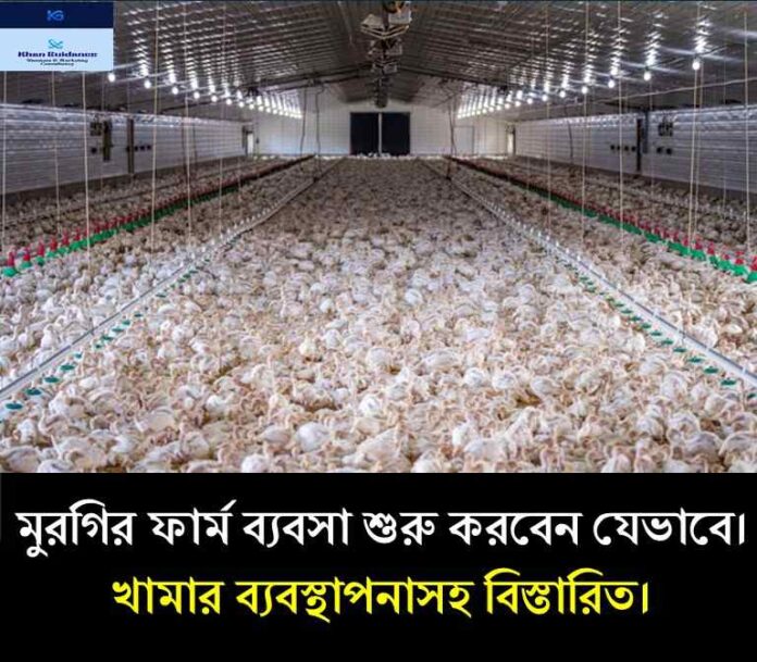 মুরগির ফার্ম ব্যবসা শুরু করবেন যেভাবে